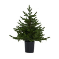 Rennington Pre-Lit Potted Christmas Tree