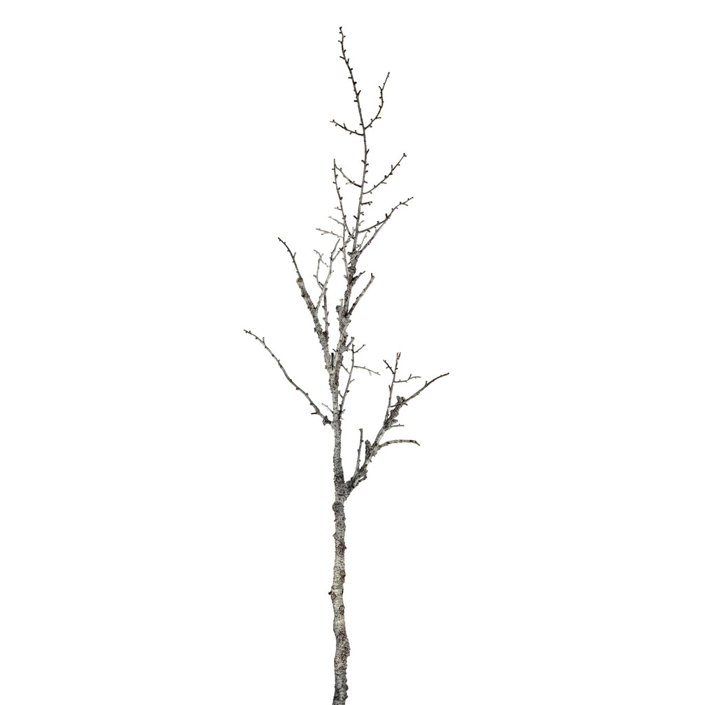 Snowy Winter Woodland Branch